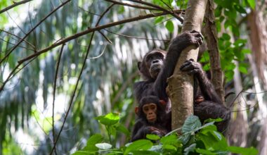 A female Chimpanzee (Pan troglodytes) and her baby sitting on a tree. SHOT IN WILDLIFE in Gombe Stream National Park in Western Tanzania.