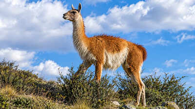 15 guanacos were taken to a remote Falklands island in the 1930s; their descendants kept their genetic diversity through two severe population crashes