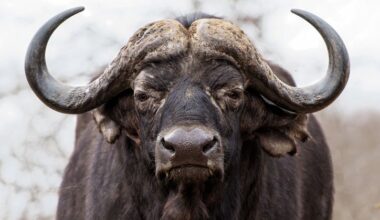 Raw Buffalo Brains? Enter the Realm of 'Dark Nutrition'