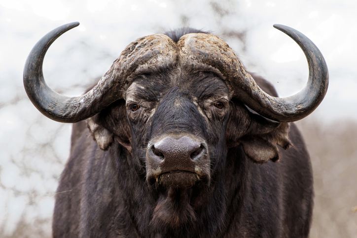 Raw Buffalo Brains? Enter the Realm of 'Dark Nutrition'