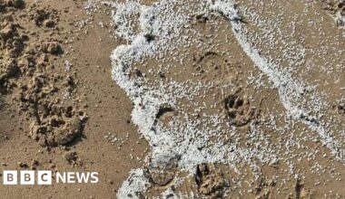 Tests carried out on seabirds after nurdle spill - BBC