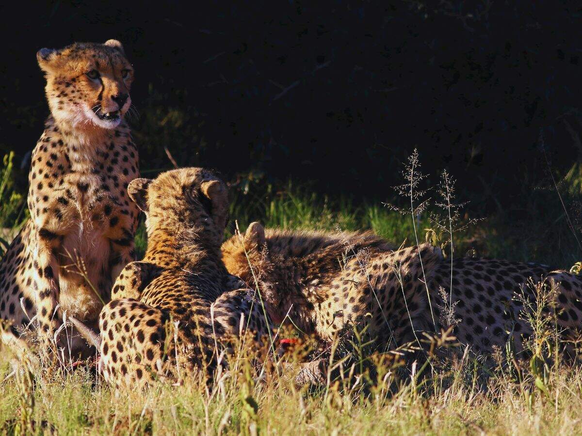Leopards (Canva) Cheetah
