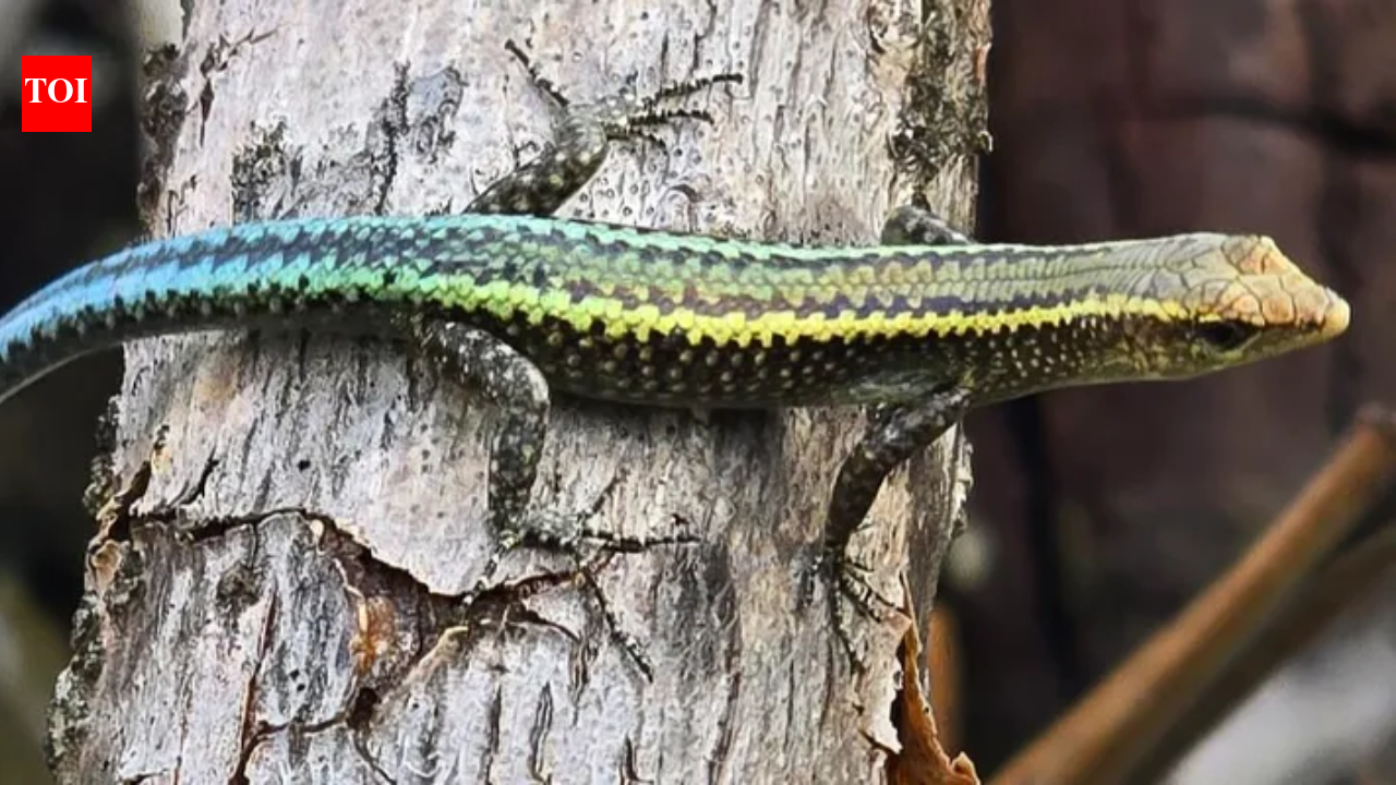 In 2010, just 66 Christmas Island blue-tailed skinks were saved; 15 years later, 545 were released on a new island﻿ | World News