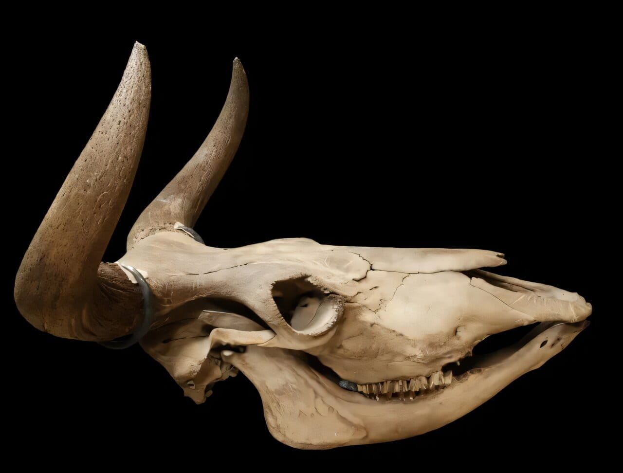 Why the aurochs disappeared from Scandinavia: DNA, hunting, and expanding forests