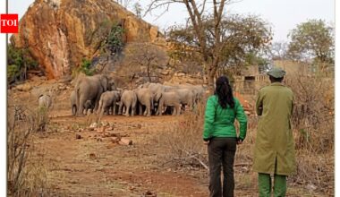 Kristin Davis helped rescue one-year-old elephant after finding her alone in Kenya; years later, Chaimu returned to the wild and inspired a sculpture﻿ | World News
