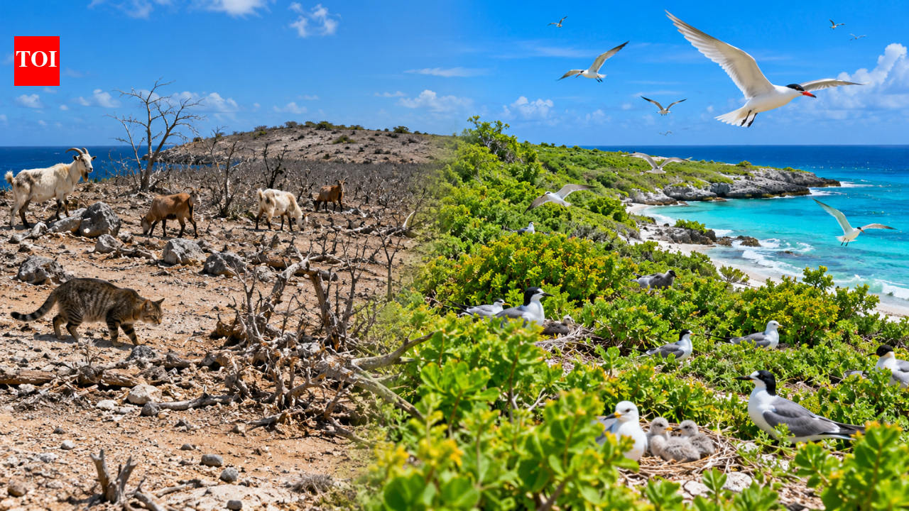After goats were removed in the 1990s and cats in 2001, Klein Curacao island restored native plants, helping nine bird species breed by 2022 | World News