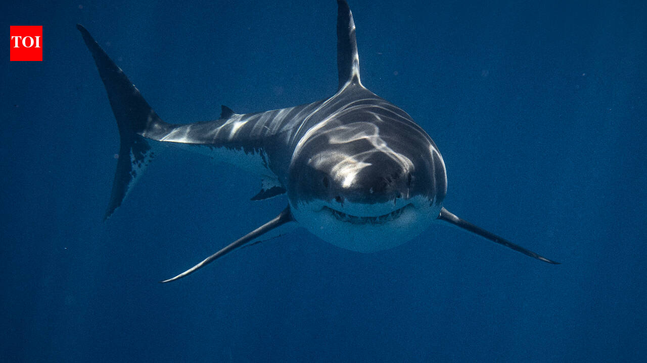 Wild blacktip sharks can hear sounds from nearly 250 feet away and pinpoint where they come from; Florida experiments reveal how the predators locate sound underwater