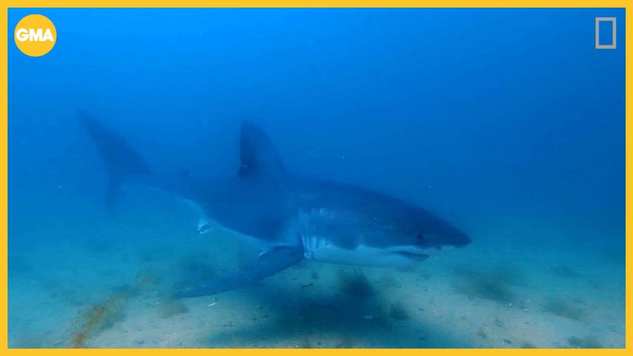 Nat Geo catches rare great white shark moment on camera - YouTube