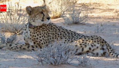 Cheetahs disappeared from Zambia's Greater Luangwa for nearly 30 years; six are back as conservationists rebuild the ecosystem |