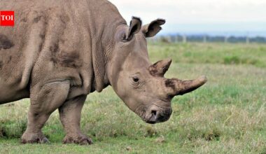 The world’s loneliest wild animals: These rare species are surviving in tiny isolated populations with fewer and fewer mates