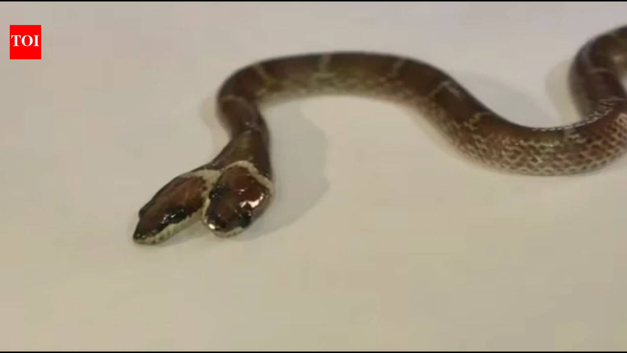 Rare 'two-headed' Wolf snake with four eyes and independently functioning mouths found in Gujarat: How does a snake develop two heads, and can it survive in the wild?