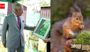King Charles visited a project testing contraceptives on grey squirrels; the unusual plan aims to save Britain's rare red squirrels | World News