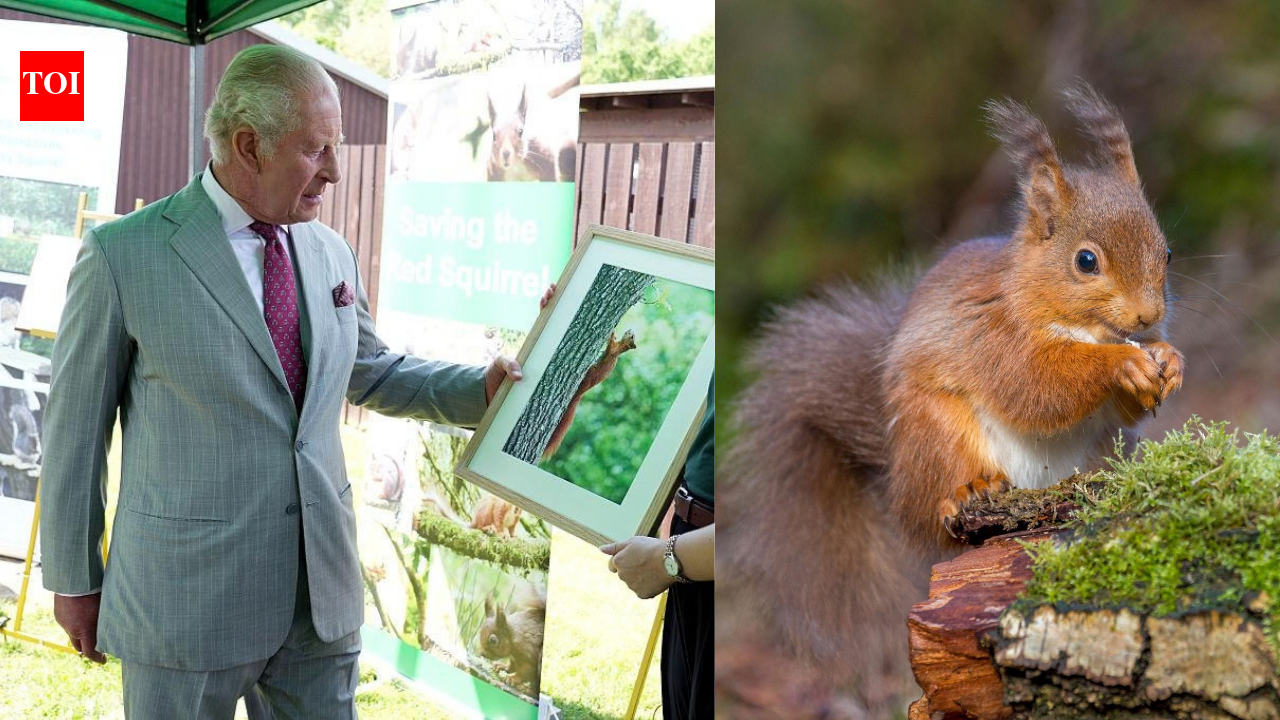 King Charles visited a project testing contraceptives on grey squirrels; the unusual plan aims to save Britain's rare red squirrels | World News