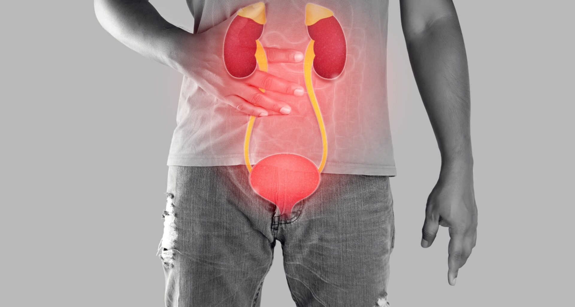 Kidney and urethra illustration on the men body against a gray background.