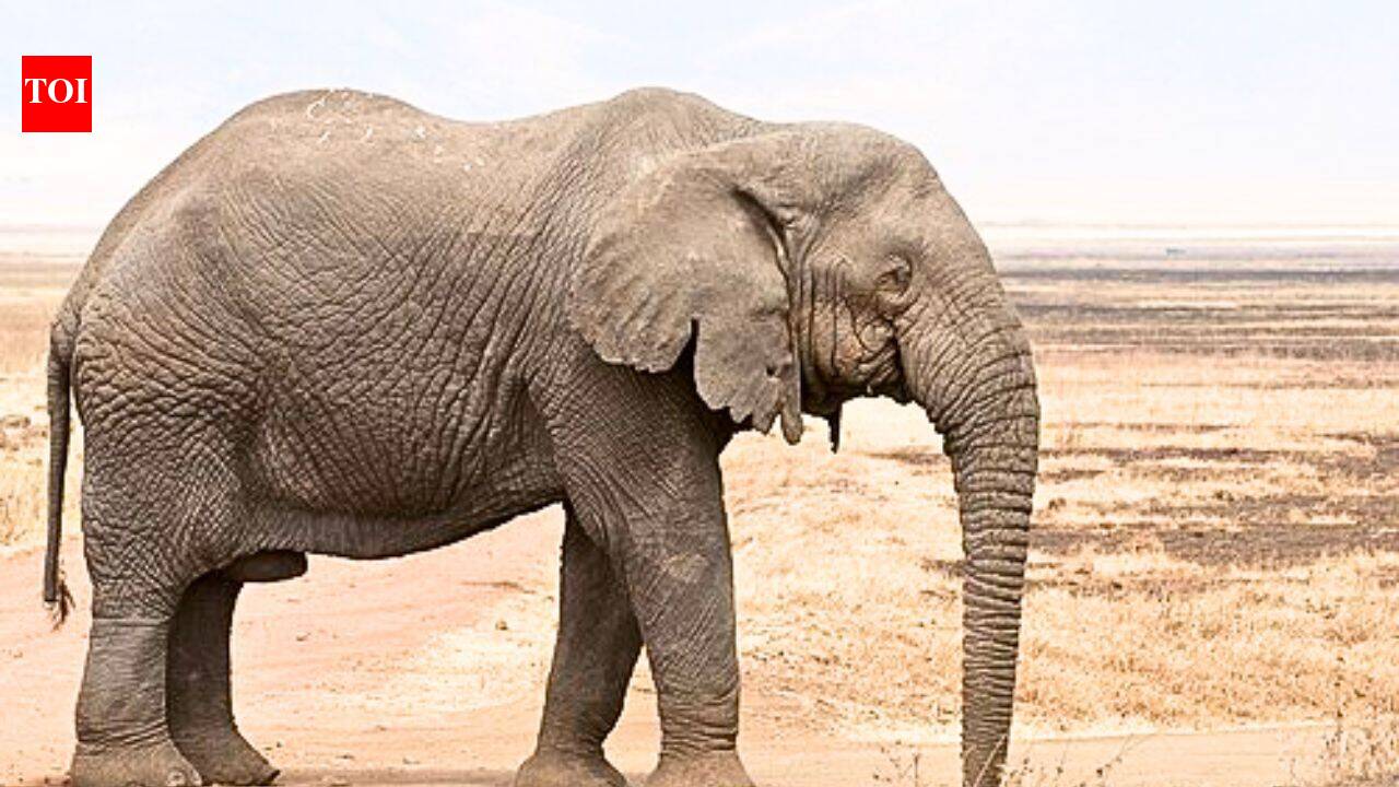 Scientists find African elephants can distinguish visual clues linked to food quantity up to 5 metres away; beyond that, smell may guide their foraging choices |