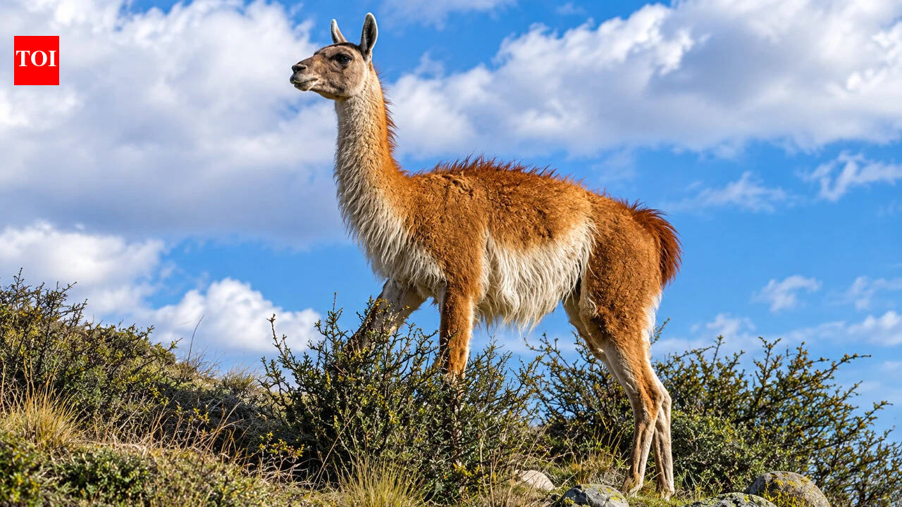 15 guanacos were taken to a remote Falklands island in the 1930s; their descendants kept their genetic diversity through two severe population crashes﻿ |