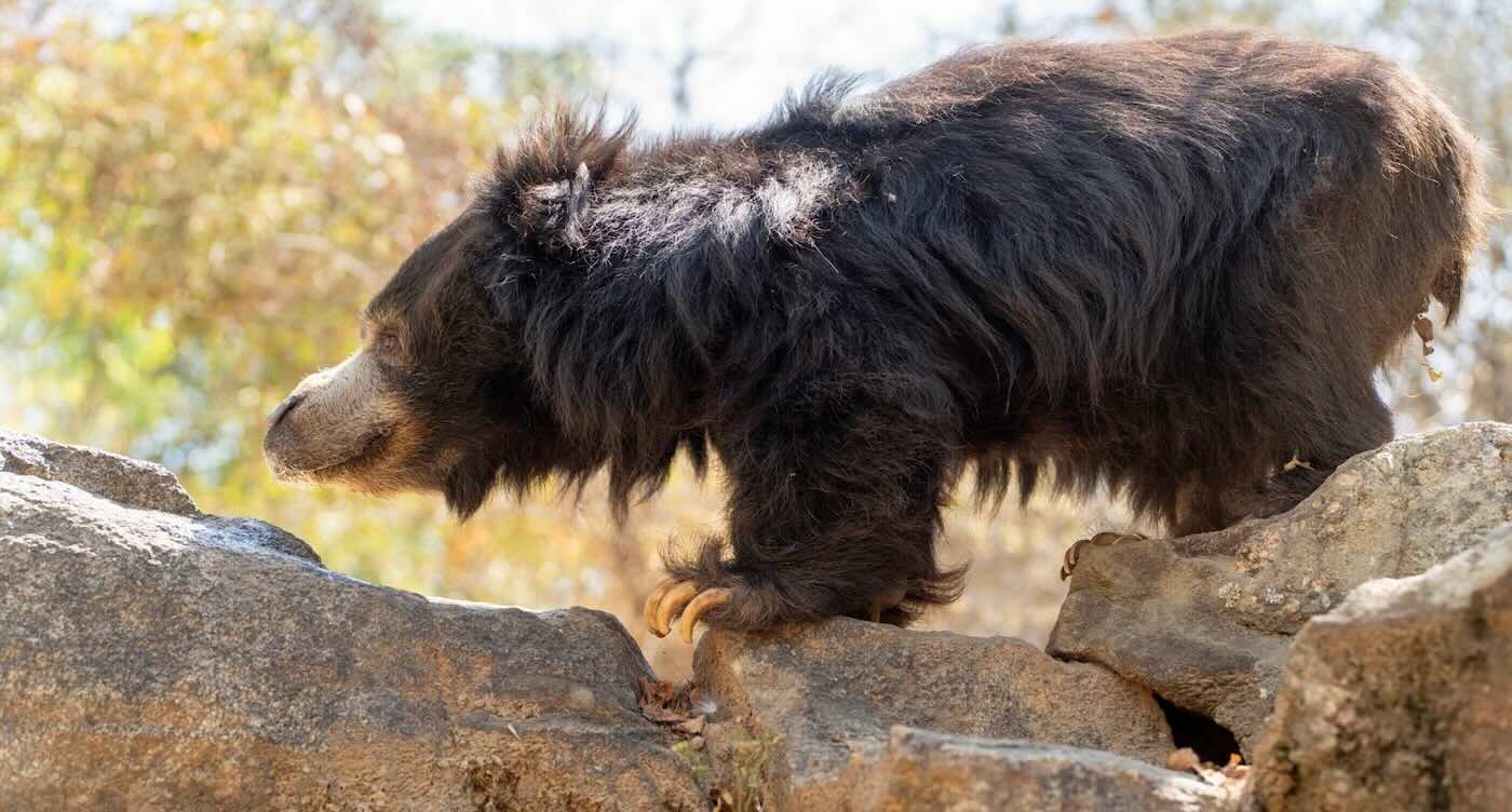 Sloth Bear Named By Julia Roberts is Flourishing After Rescue From Dancing Trade in India