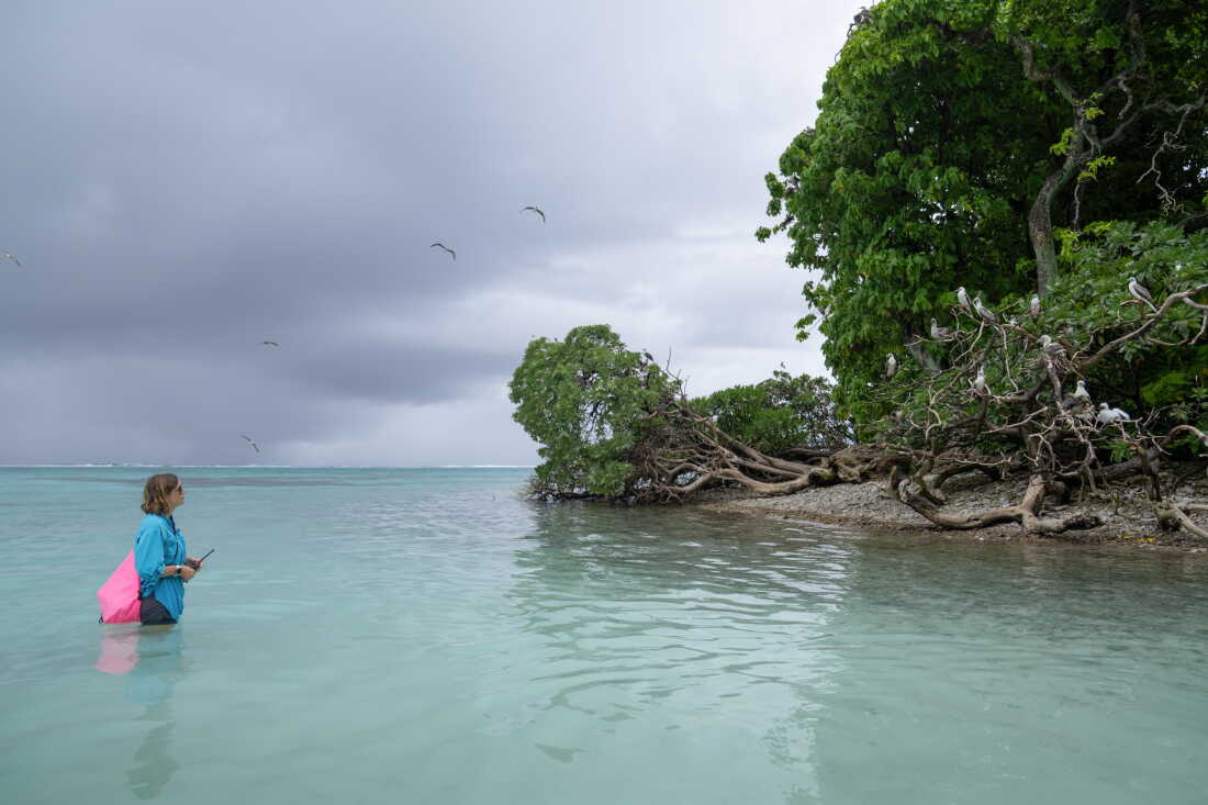 At Palmyra Atoll in the remote Pacific Ocean, wildlife refuge manager Paige Mino observes red-footed boobies. Scientists have found a surprising link between the seabirds and the health of the surrounding ocean.