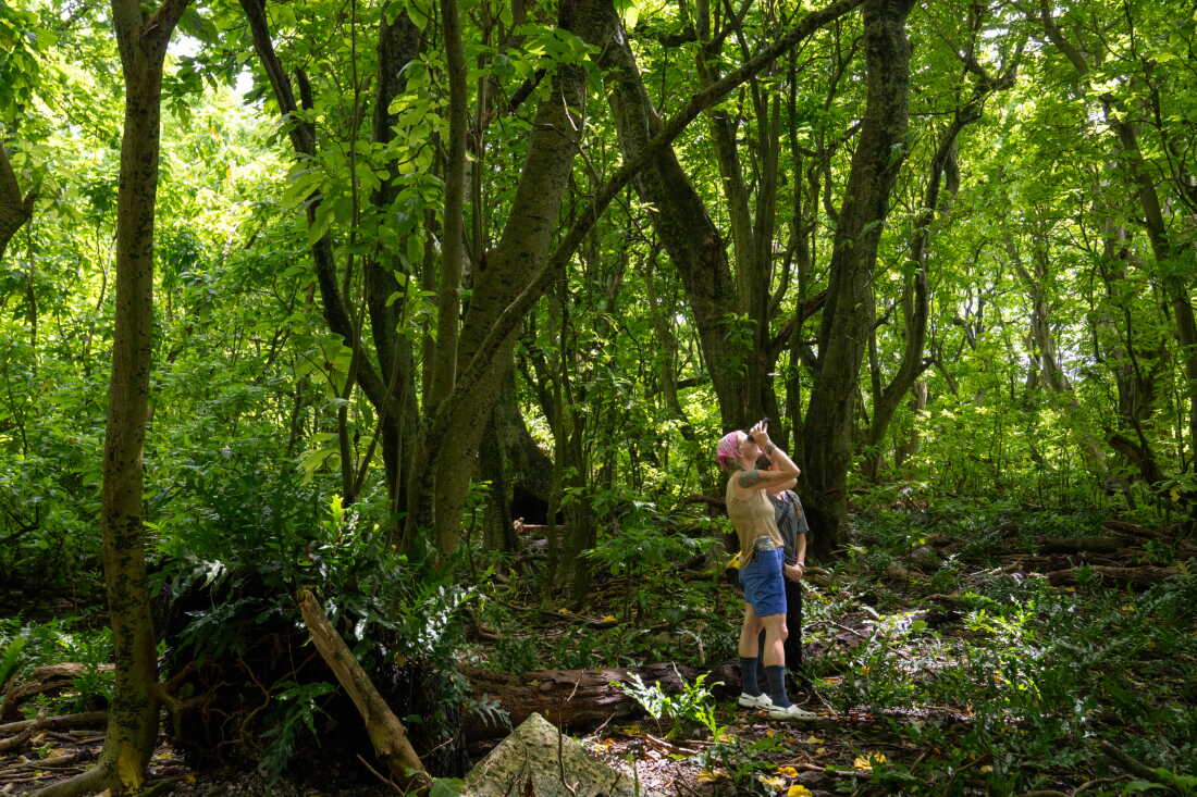 TNC’s Alexandra Corti searches the forest with binoculars.