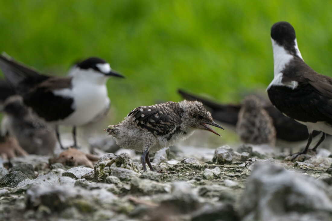 A sooty tern chick.
