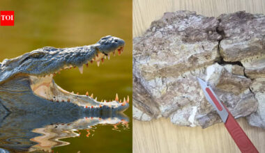 Scientists studying 170-million-year-old fossils from Morocco spotted tiny black circles under a microscope; scraping revealed needle-thin teeth from a new crocodile relative that likely ate shrimp and small fish