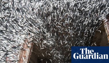 A perfect storm: how the super El Niño is devastating the fishing industry | El Niño southern oscillation