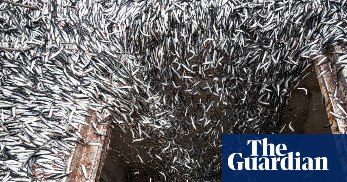 A perfect storm: how the super El Niño is devastating the fishing industry | El Niño southern oscillation