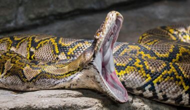 Wildlife influencer comes close to losing a wrestling match to a 19-foot reticulated python