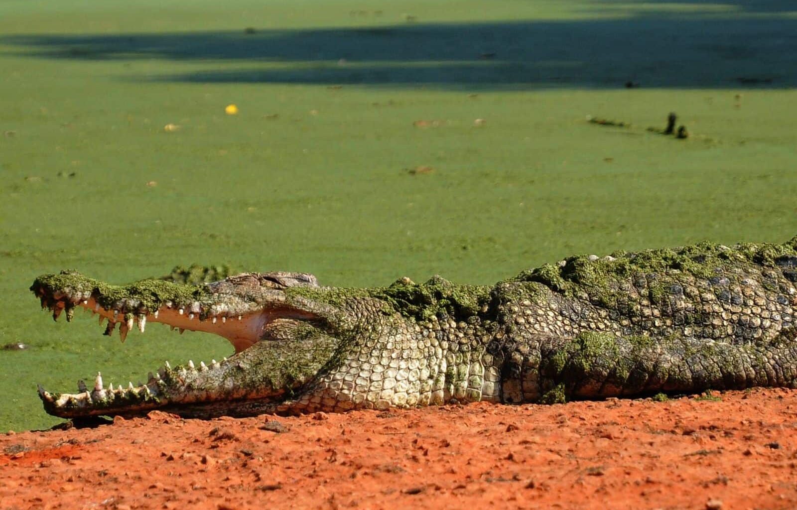 A 12-Foot Saltwater Crocodile Traveled 367 Miles At Sea In 25 Days By Riding Ocean Currents