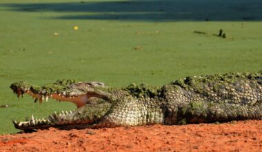 A 12-Foot Saltwater Crocodile Traveled 367 Miles At Sea In 25 Days By Riding Ocean Currents