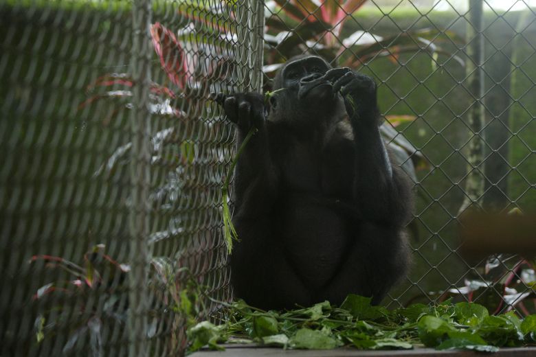 Bili's carers knew she would need to be rehomed long term. Nigeria's rescue centers are said to be at maximum capacity.