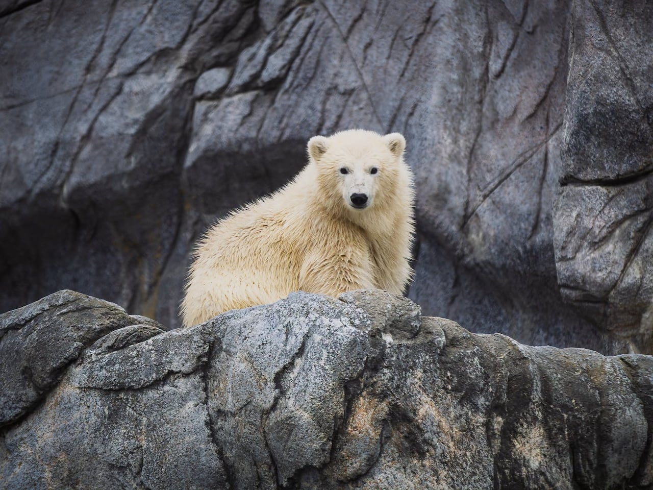 A polar bear is seen on a rocky outcrop in a zoo.
