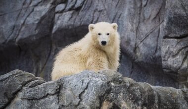 Winnipeg zoo's newest orphaned polar bear cub now has a name: Mantayo