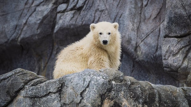 Winnipeg zoo's newest orphaned polar bear cub now has a name: Mantayo