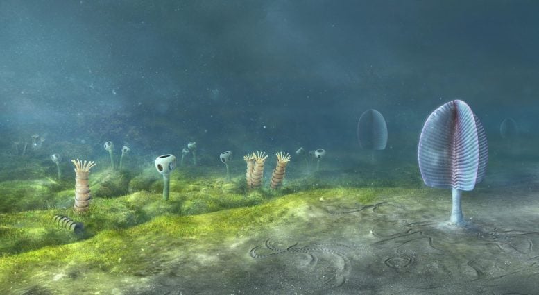 Ediacaran Sea Floor Namibia