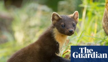 Country diary: The challenge of making a thatched roof pine-marten proof | Animals