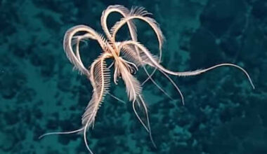featherstar1