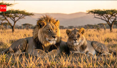 Kevin Richardson’s foundation reports protecting 63,000 hectares of habitat and removing 16,200 snares to help save South Africa’s lions and other wildlife |