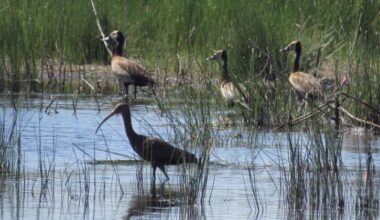 Guterres urges faster action and financing to stop biodiversity loss