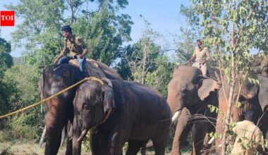 Wild elephants return to Andhra despite Kumki-led forest operations | Vijayawada News