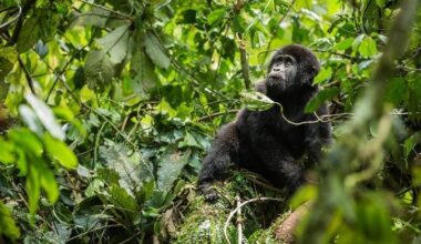 Protecting Earth’s fragile biodiversity takes spotlight at Armenia talks