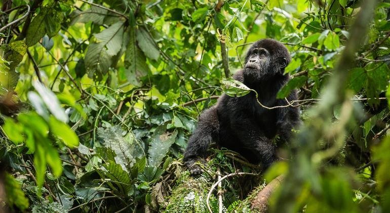 Protecting Earth’s fragile biodiversity takes spotlight at Armenia talks