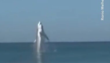 Shark spotted leaping out of water off Marina State Beach in California - YouTube