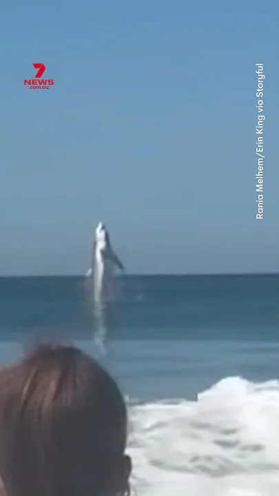 Shark spotted leaping out of water off Marina State Beach in California - YouTube
