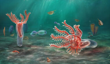 An artist’s impression of Yujingia glutenotunica. Image credit: He et al., doi: 10.1016/j.cub.2026.08.053.