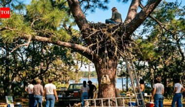 In 1979, a Florida woman spent a week in a 50-foot eagle’s nest; her stunt helped fund a raptor centre that has since released 620+ rehabilitated bald eagles | World News