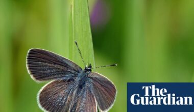 ‘This isn’t greenwashing’: thousands of butterflies surprise experts on restored West Sussex farmland | Wildlife