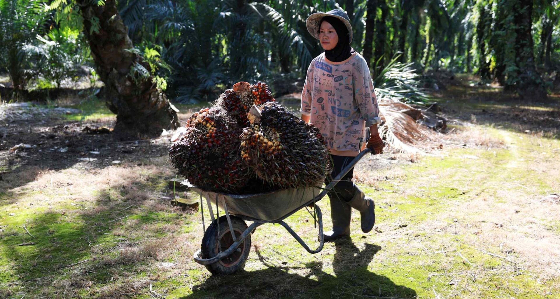 Palm oil prices to stay high next year on Southeast Asia drought