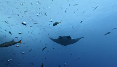 Baby manta rays hunker down close to coasts before facing the open ocean’s dangers