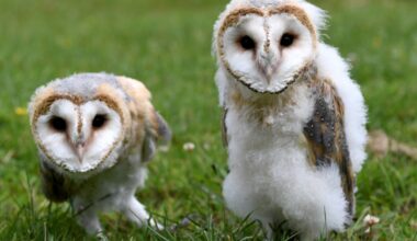 Swiss barn owls are changing colour, study shows